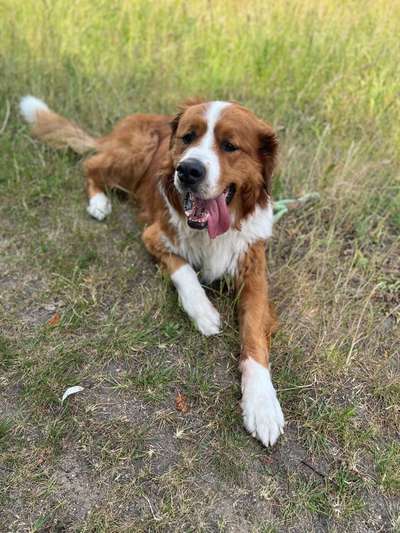 Berner Sennen-Beitrag-Bild