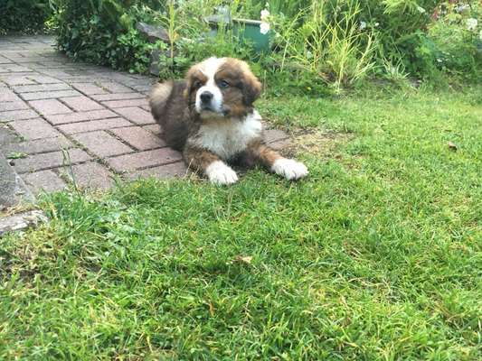 Welpenfotos-Beitrag-Bild