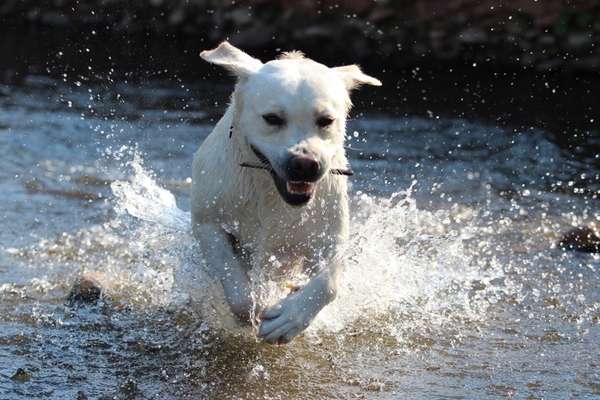 Foto's und Hundemodels-Beitrag-Bild