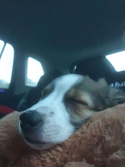 FOTOCHALLENGE 70 - Dein Hund im Auto-Beitrag-Bild