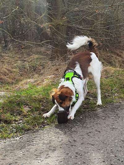 Seltene Rassen!-Beitrag-Bild