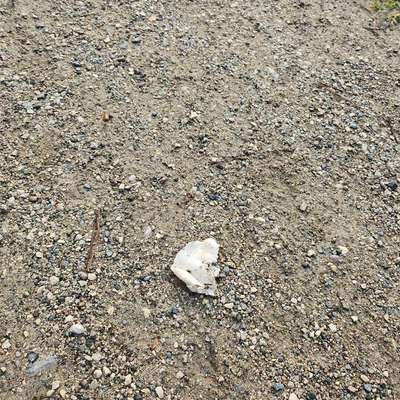 Giftköder-Giftköderverdacht-Bild