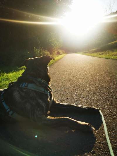 Mischlinge raten - Rätselspaß-Beitrag-Bild