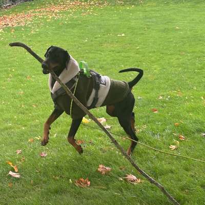 Hundetreffen-Spielkameraden gesucht :)-Bild