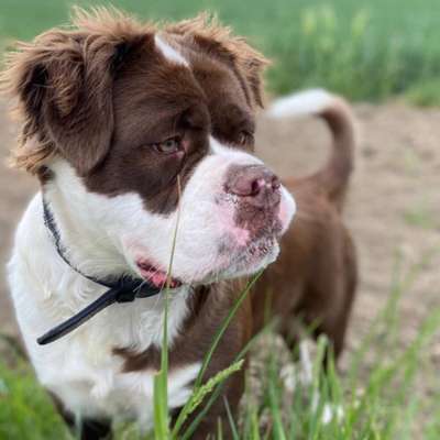 Hundetreffen-Bully Treffen-Bild