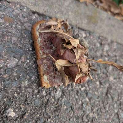 Giftköder-Eventuell Giftköder-Bild