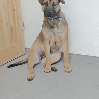 Mischlinge raten - Rätselspaß-Beitrag-Bild