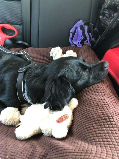 Foto Challenge Thema "Hunde im Auto"-Beitrag-Bild