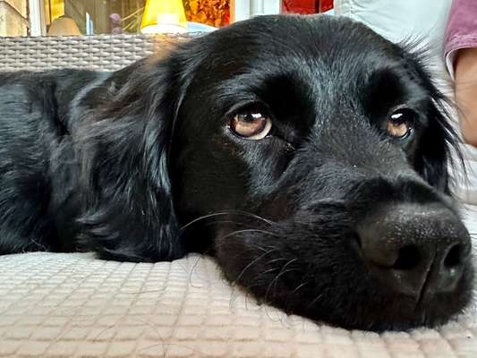 Foto-Challenge: Der schmollende Hund-Beitrag-Bild