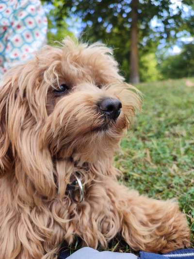 Hundetreffen-Kleinhundetreffen-Bild