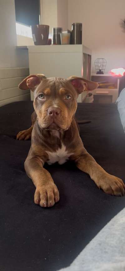 Hundetreffen-Welpen unter sich🥰-Bild