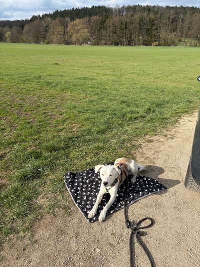 Hundetreffen-Gassi- Treffen / Üben-Bild