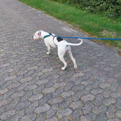 Der Gewichts-Thread-Beitrag-Bild