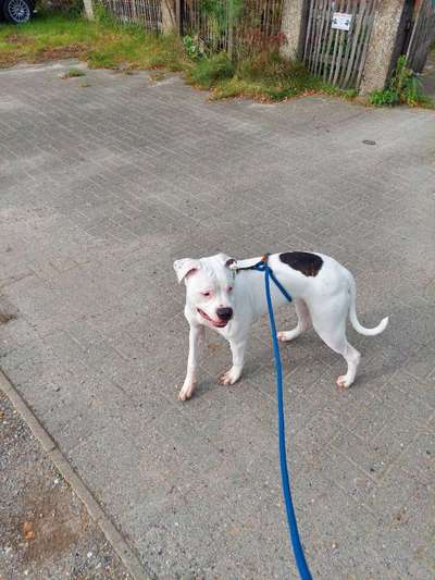 Der Gewichts-Thread-Beitrag-Bild