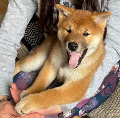 Wartezeit auf Welpen-Beitrag-Bild