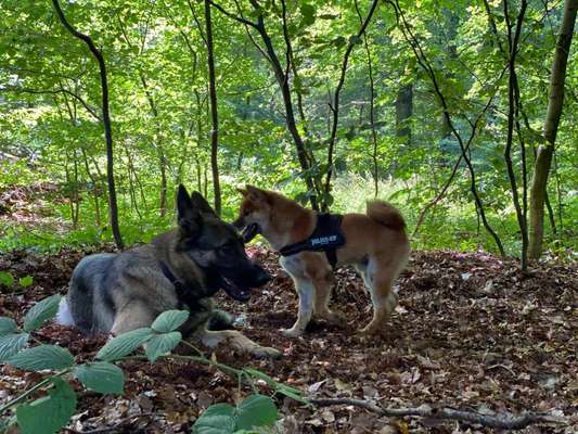 Shiba Inu und andere japanische Rassen!-Beitrag-Bild