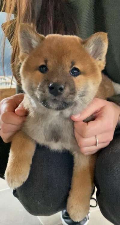 Shiba Inu und andere japanische Rassen!-Beitrag-Bild