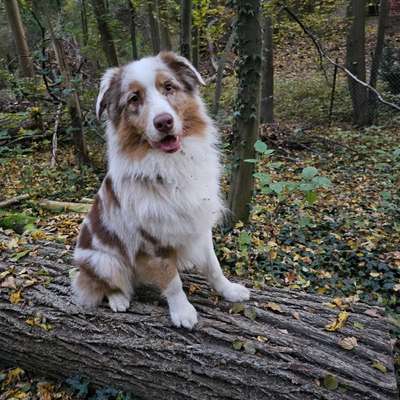 Hundetreffen-Spielerunde und gemeinsame Gassirunden in Freital-Bild