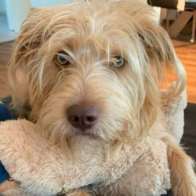 Hundetreffen-Zusammen spielen und toben