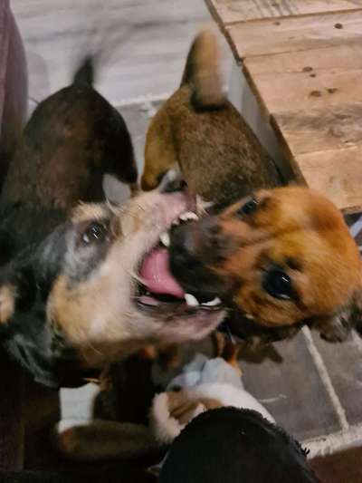 Bester Freund, Hundekumpel - zeigt her!-Beitrag-Bild