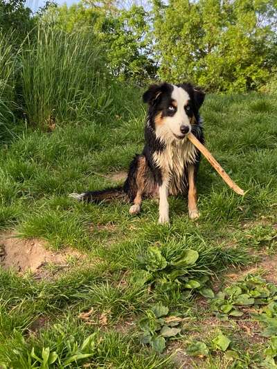 Hundetreffen-Treffen zum spielen und toben-Bild