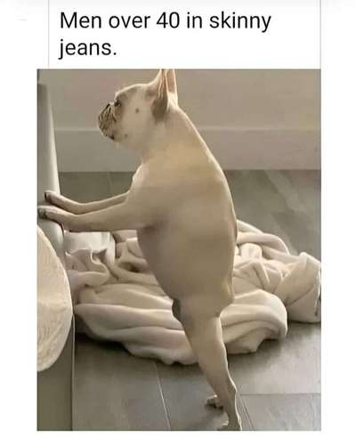 Hunde Memes-Beitrag-Bild