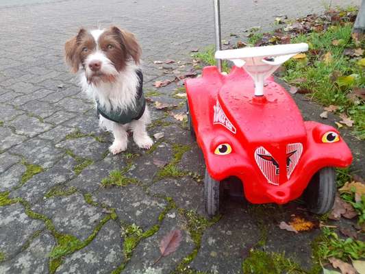 Hunde Memes-Beitrag-Bild