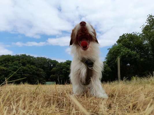 Dogorama Photo Challenge - TV Hund-Beitrag-Bild