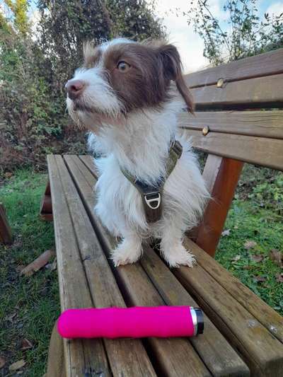 Challenge – Gassi & Clean-Beitrag-Bild