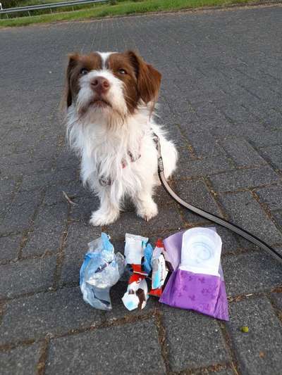 Challenge – Gassi & Clean-Beitrag-Bild