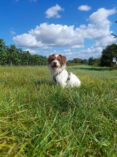 Welcher Hundehalter Typ bist du?-Beitrag-Bild