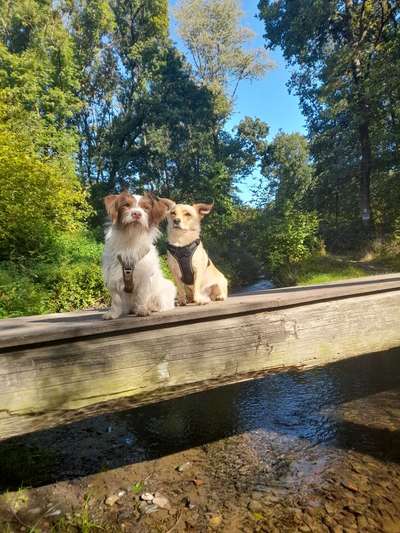 Foto Challenge Thema "Brücke"-Beitrag-Bild