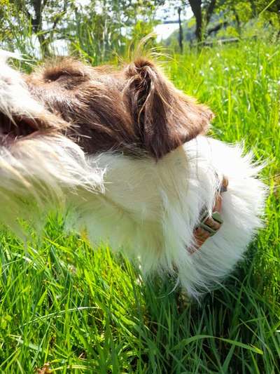 Dogorama Photo Challenge - Fail/Outtakes-Beitrag-Bild