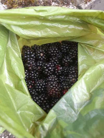 Challenge – Gassi & Clean-Beitrag-Bild