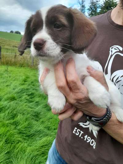 Wie seid ihr zu eurem Welpen gekommen?-Beitrag-Bild