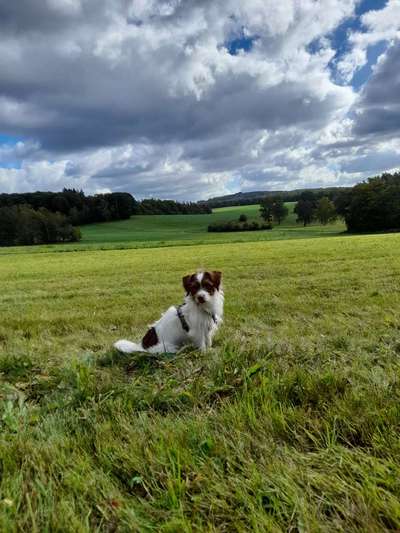 156. Fotochallenge *** DEIN HUND UND DIE WUNDERSCHÖNEN WOLKEN ***-Beitrag-Bild