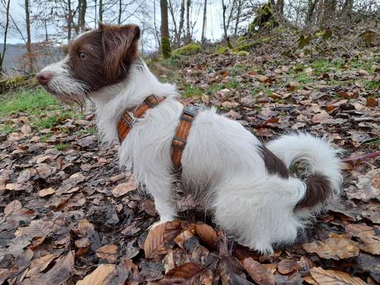 Wie sitzt mein Geschirr?-Beitrag-Bild