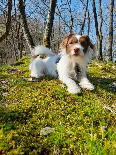 Wo sind die Mischlinge?-Beitrag-Bild