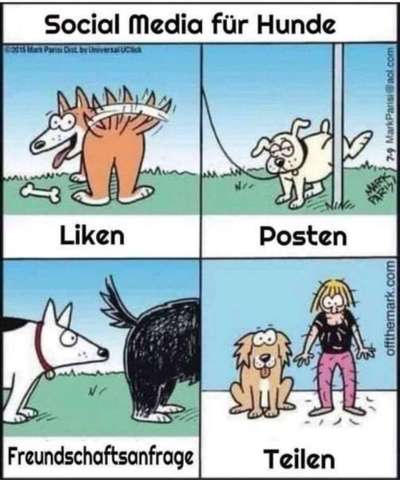 Hunde Memes-Beitrag-Bild