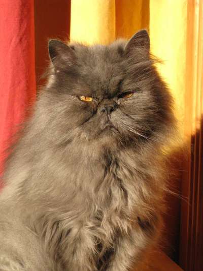 Unsere Fellnasen im Regenbogenland-Beitrag-Bild