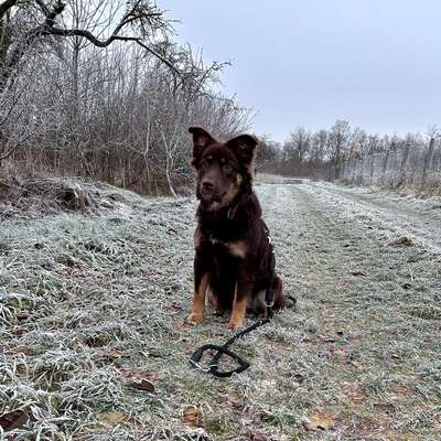 Hundetreffen-Suchen freund zum Spielen-Bild