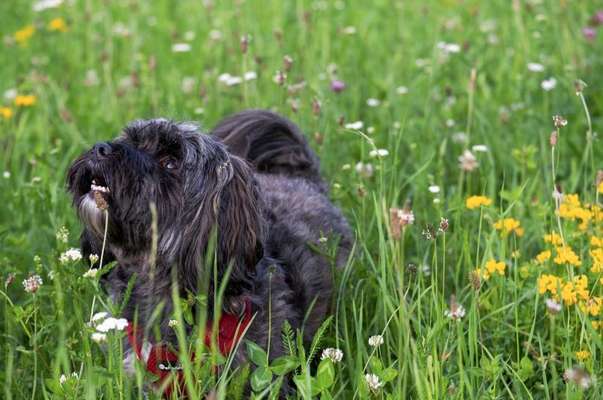 Hundetreffen-Fellfreunde für Gassi- und/ oder Spielrunden gesucht-Bild