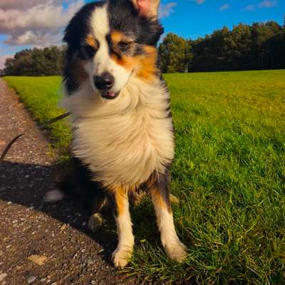 Hundetreffen-Gemeinsame Hunderunden-Bild
