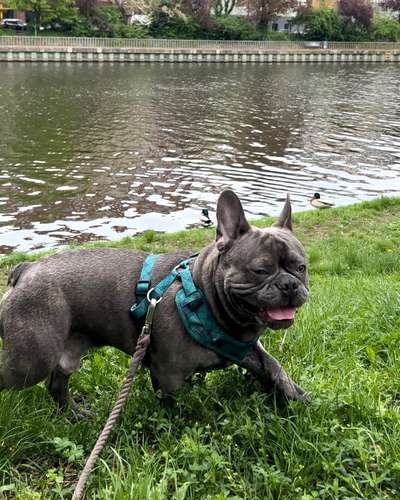 Hundetreffen-Playdate für Französische Bulldogge-Bild