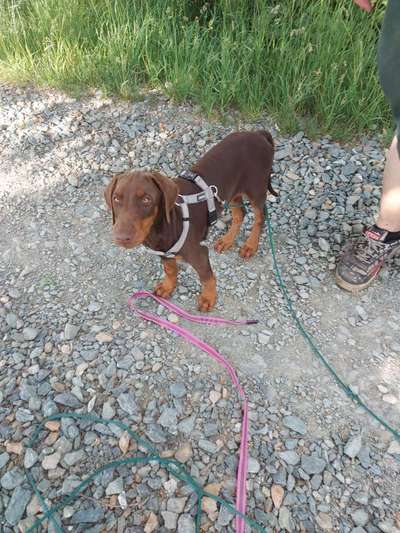 Wo sind hier die Dobermänner-Beitrag-Bild