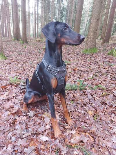 Wo sind hier die Dobermänner-Beitrag-Bild