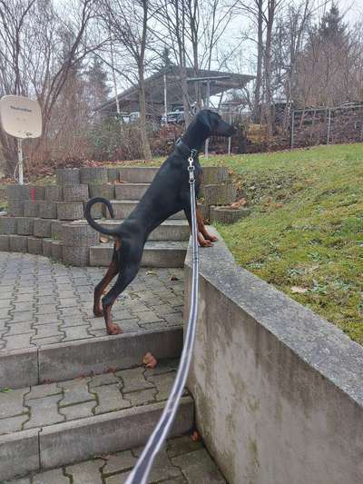 Wo sind die Dobis?-Beitrag-Bild