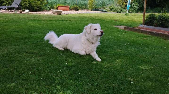 Maremmano-Beitrag-Bild