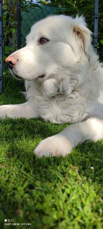 Rassen und ihre Eigenschaften-Beitrag-Bild