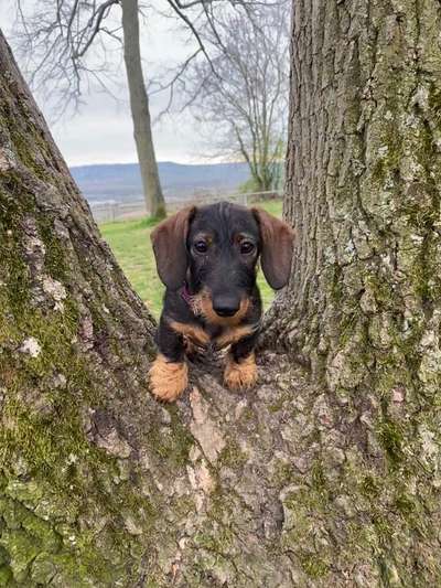 Hundetreffen-Spiel und Gassirunde kleine Hunde-Bild